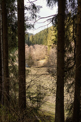 A sunny day in the forest