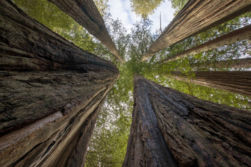 Low angle shot of tall trees in the forest