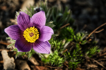 Blüte der Kuhschelle in der Sonne