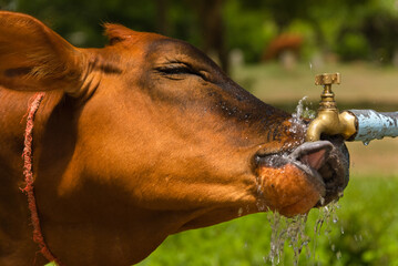 Thirsty cow drinking water from a tap