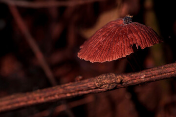 Cogumelo, Marasmius siccus , ou cata-vento alaranjado, é um pequeno cogumelo alaranjado do gênero...
