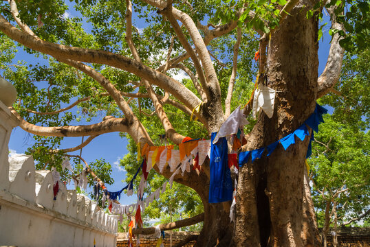 Jaya Siri Maha Bodhi - sacred bodhi tree with colourful buddhist prayer flags
