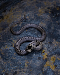 Vertical shot of a snake crawling in a rock