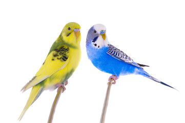 wavy budgies sitting on a stick is isolated on a white