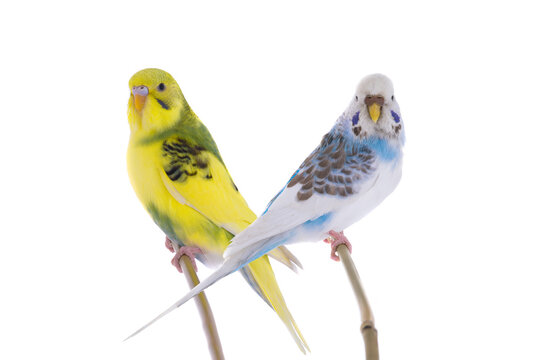 two budgies sitting on a stick is isolated on a white background