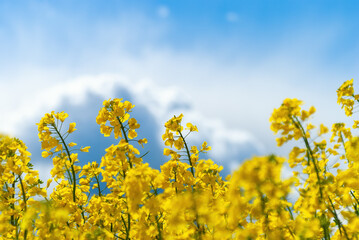 Obraz premium Rapeseed flowers close-up against a blue sky with clouds in the rays of sunlight in nature in spring. Growing flowering rapeseed, soft focus, space for copying.