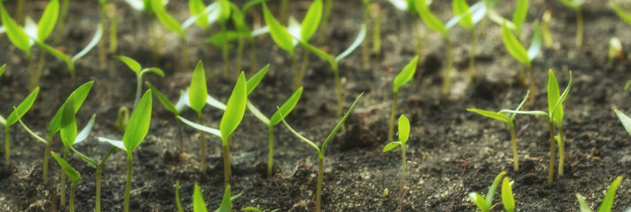 Fresh Pepper seedlings growing. Banner