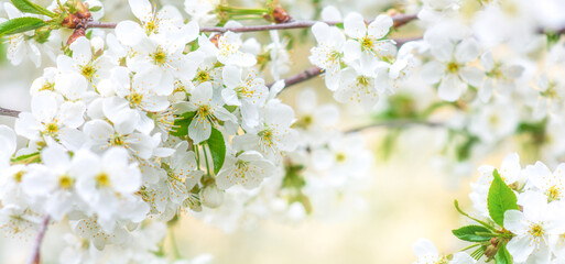 Beautiful branches of blossoming cherries. Beautiful abstract spring background. Banner. Copy space