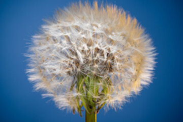 Blowball flower close up. One dandelion with white fluffy pappus seeds on a blue backgrounds.