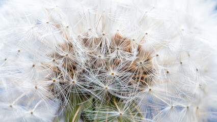 Blowball flower close up. Dandelion with white fluffy pappus seeds macro background.