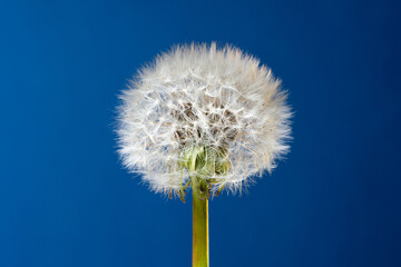 Blowball flower close up. One dandelion with white fluffy pappus seeds on a blue backgrounds.