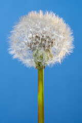 Blowball flower close up. One dandelion with white fluffy pappus seeds on a blue backgrounds...
