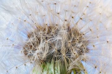 Blowball flower close up. Dandelion with white fluffy pappus seeds macro background.