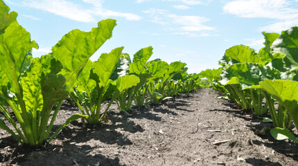 On the farm field grow sugar beets