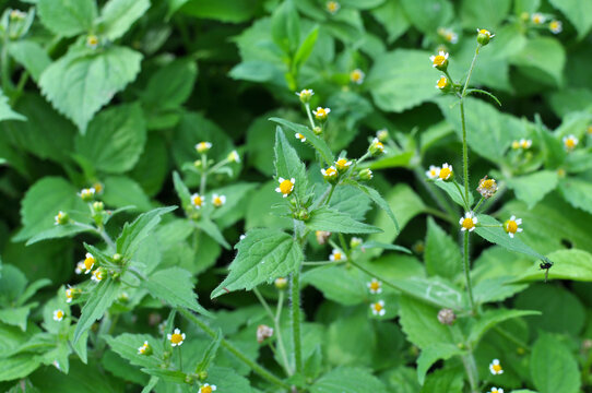 In the field it blooms galinsoga parviflora