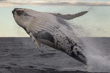 Big blue whale jumps out of water © Wongymark1/Wirestock Creators