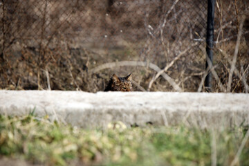 cat behind the brow