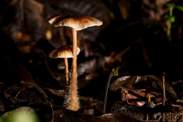 Cogumelo, Amanita virosa , comumente conhecido na Europa como o anjo destruidor ou o anjo...