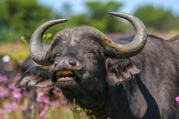 Cape buffalo exhibiting the flehmen response, South Africa