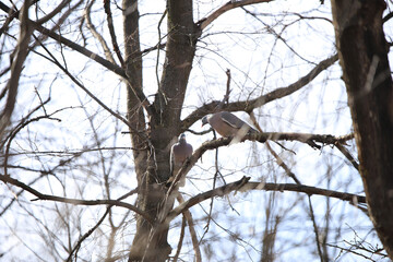 wood pigeon on branches in the forest against the sky