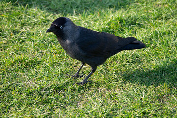 Jackdaw on the grass.