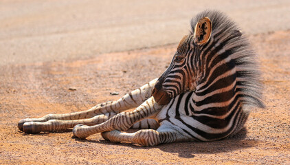 Zebra foal, Kruger National Park