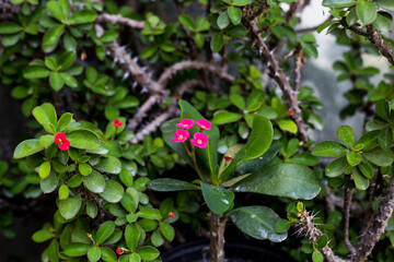 Selective focus of the blossomed small pink Crown-of-thorns flowers