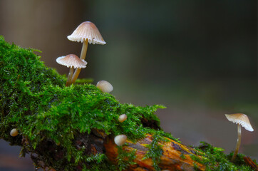 Cheerful fairytale forest scene with little wild mushrooms growing on a bright mossy log