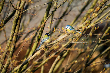 Two blue tit are sitting on a branch