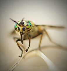 Fly