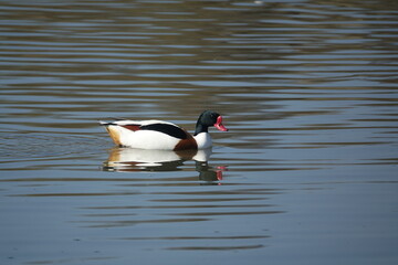 common shelduck (Tadorna tadorna)
