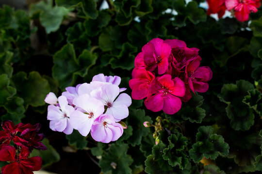Blossomed beautiful pink Crane's-bill flowers in the garden