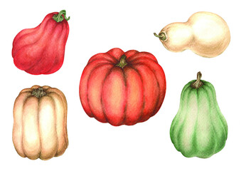 An isolated watercolor artistic hand drawn group of five pumpkins of different colors (white,orange,red,green) with an aquarelle paper texture for design of text, labels, greeting and invitation cards