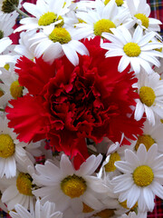 Daisies and a red carnation. 
