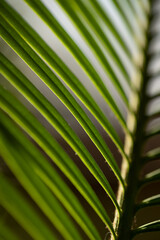 close-up of cycad leaves in the background