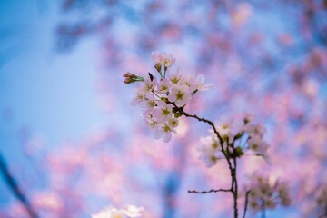 blooming tree