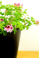 Scented Geranium Pelargonium Crispum on white background