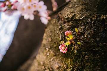 flowers in the garden
