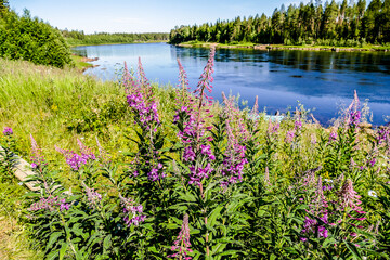 Close-up shot of fireweed flowering plant growing by the river on a sunny day