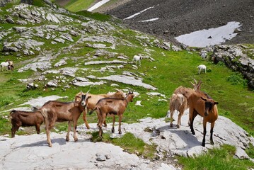 Flock of goats in the Austrian Alps. Vorarlberg, Austria.