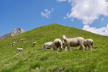 Flock of sheep in the Austrian Alps. Vorarlberg, Austria.