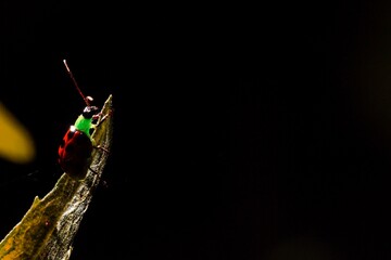 Joaninha vermelha e verde na ponta de um folha em um fundo escuro.