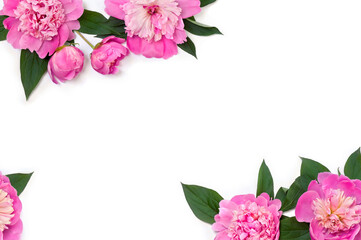 Pink peonies on a white background with space for text. Top view, flat lay