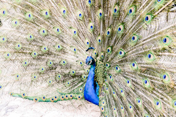 Beautiful shot of a peacock with opened tail