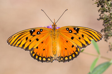 Closeup of a beautiful butterfly on a blurred background