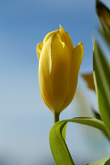 bouquet of white tulips in a vase on the table by the window