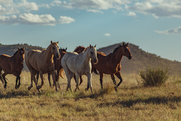 Group of wild horses galloping on a mountainside meadow in rural Texas