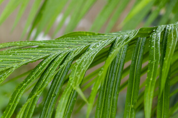 Natural background of palm leaves of rich green color with raindrops. The concept of ecology and summer recreation.