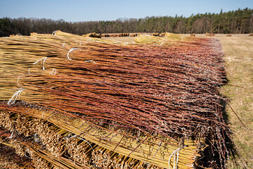 Wiklina, młode pędy wierzby po zbiorach, młode pędy wierzby w czasie suszenia, suszenie wikliny, suszenie wierzby, suszenie wierb,  Wicker, young willow shoots after harvest, young willow shoots durin © Follow the Sun