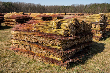 Wiklina, młode pędy wierzby po zbiorach, młode pędy wierzby w czasie suszenia, suszenie wikliny, suszenie wierzby, suszenie wierb,  Wicker, young willow shoots after harvest, young willow shoots durin © Follow the Sun